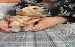 Golden Retriever dogs for sale: 5 gorgeous goldens left! - Image 15
