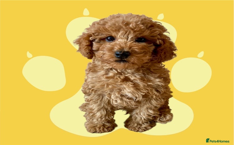 Cockapoo dogs - Advert 7