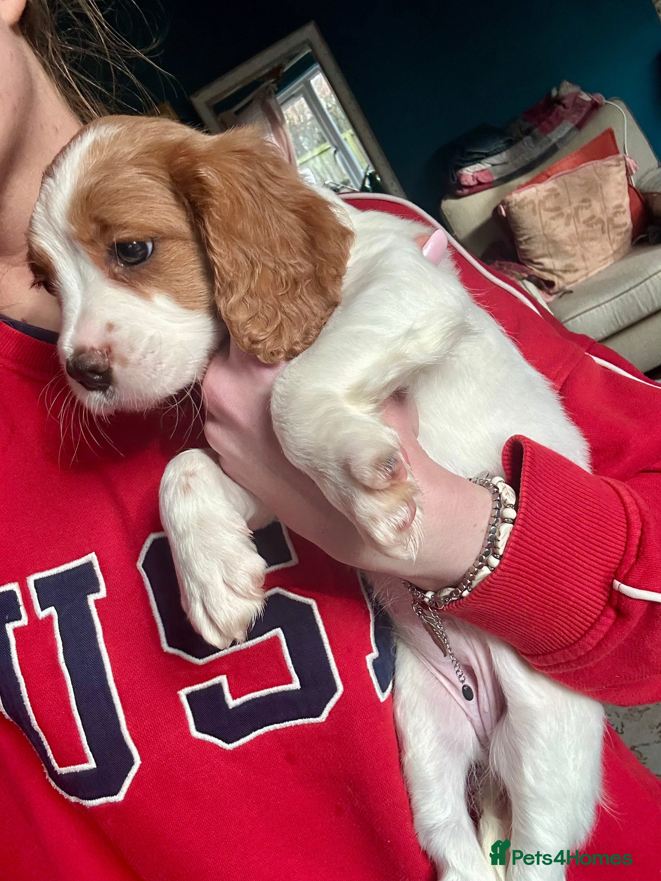 Cockalier dogs 1 GIRL & BOY LEFT Cavalier King Charles X Cocker - Advert 15