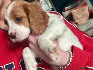 Cockalier dogs 1 GIRL & BOY LEFT Cavalier King Charles X Cocker - Advert 15