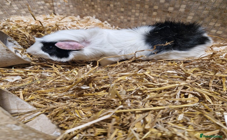 Guinea Pig rodents - Advert 1