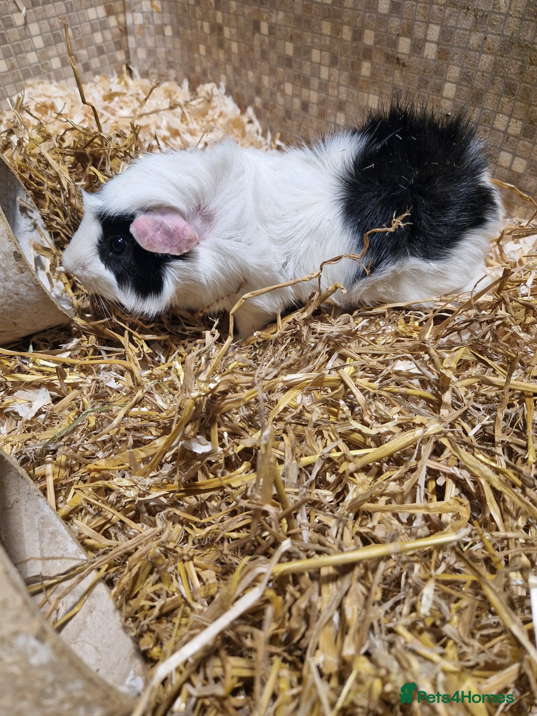 Guinea Pig rodents for sale: 2 male guinea pigs - Image 1
