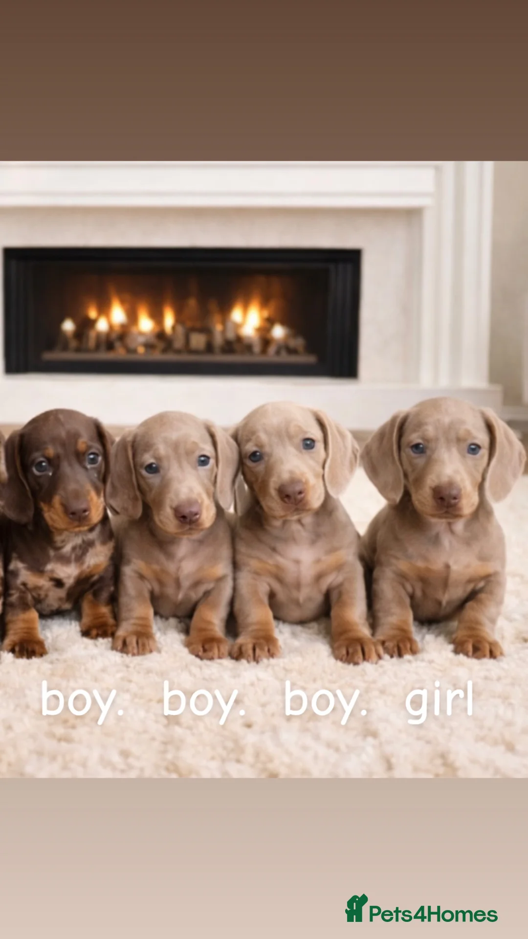Dachshund dogs for sale: dachshund puppies  - Advert 2