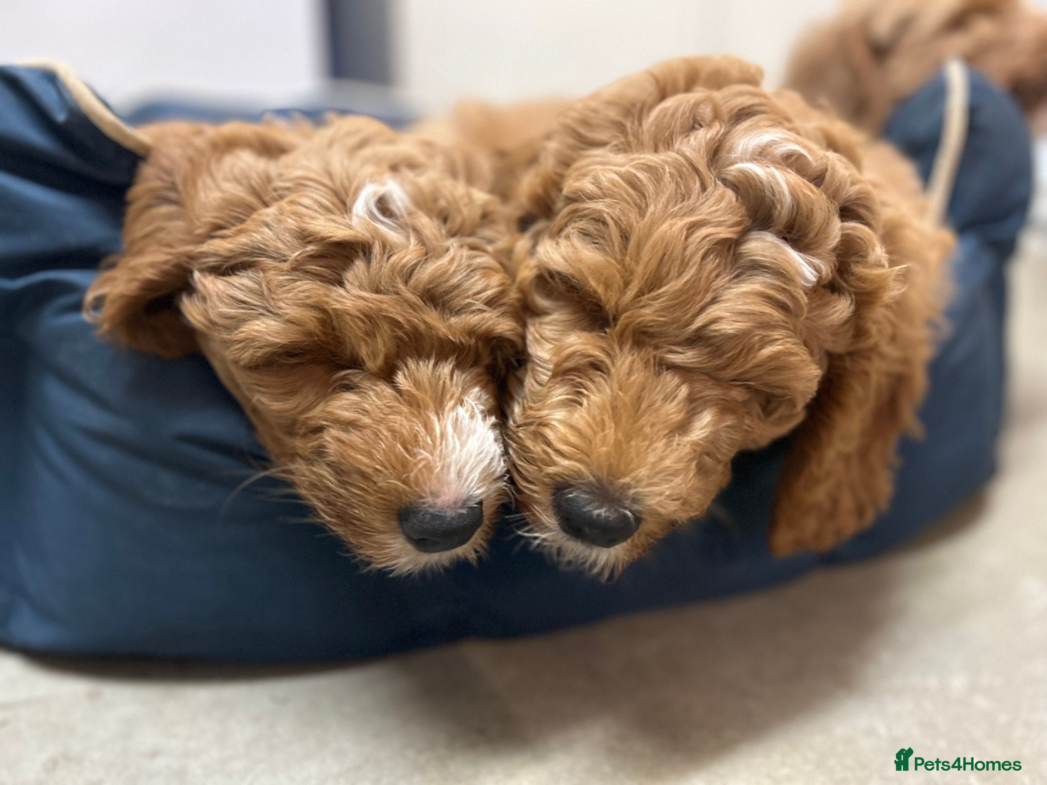 Mixed Breed dogs Labradoodle Puppies – Fox Red Parti & Black Tuxedo - Advert 15