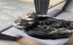 Mixed Breed cats for sale: Beautiful brothers  - Image 6
