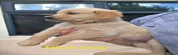 Golden Retriever dogs for sale: Extensively Health Tested Kc Reg Pups in Doncaster - Advert 14