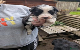 Mixed Breed dogs for sale: Border collie cross/bearded collie puppies  - Image 17
