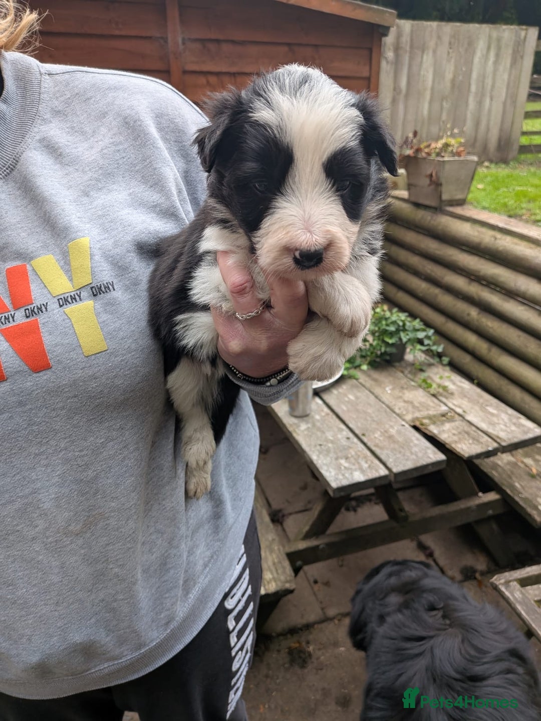 Mixed Breed dogs for sale: Border collie cross/bearded collie puppies  - Image 17