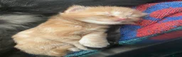 Mixed Breed cats for sale: 4 Beautiful Kittens for sale  - Advert 2