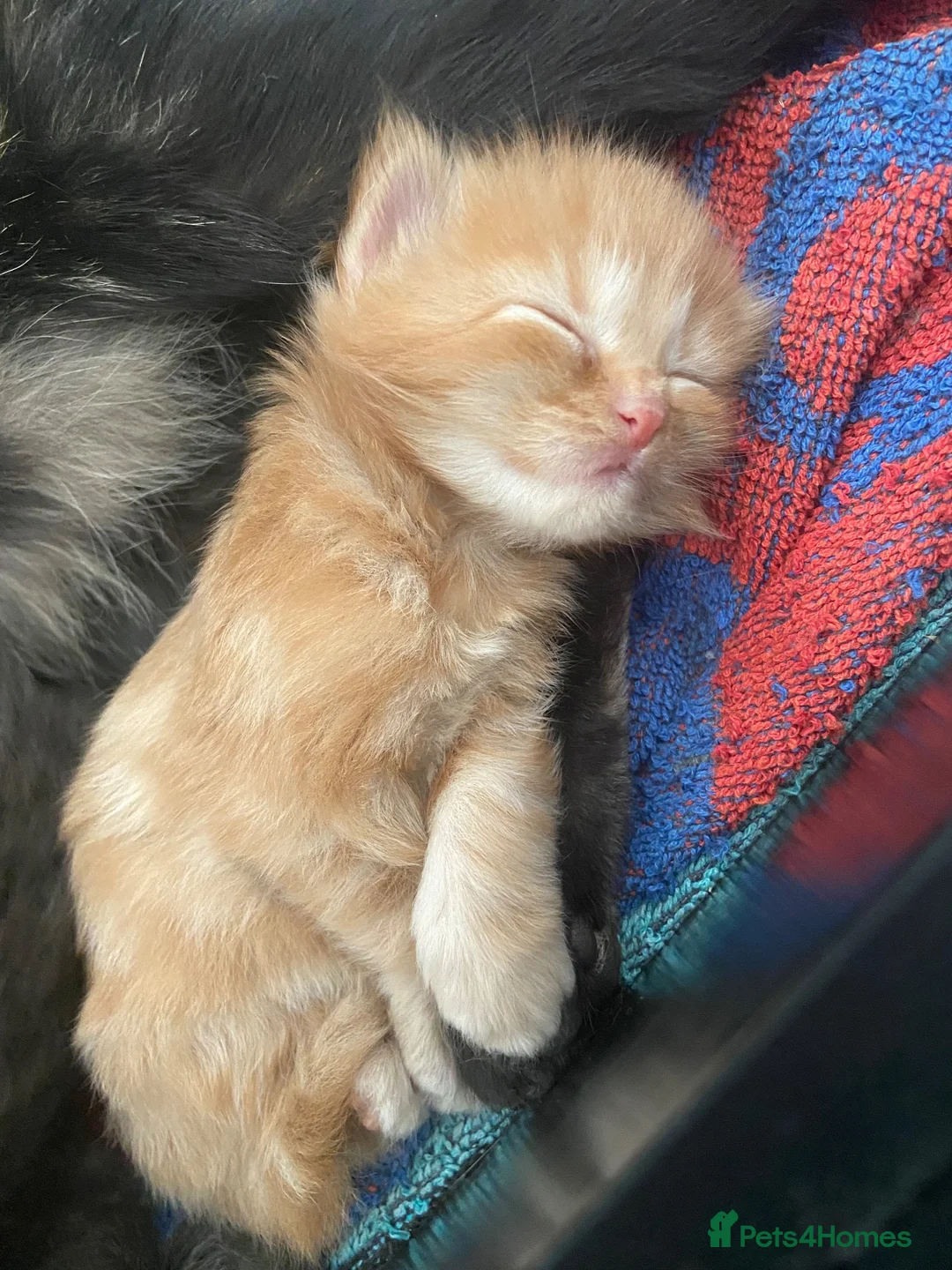 Mixed Breed cats for sale: 4 Beautiful Kittens for sale  - Advert 2