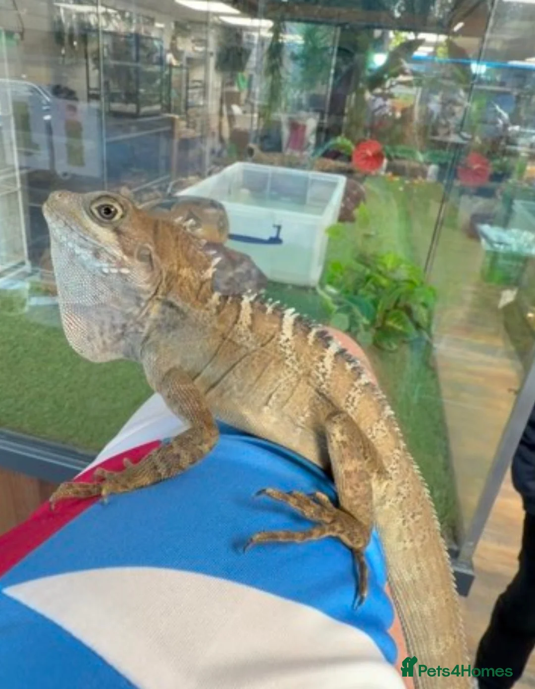 Dragon reptiles for sale: Rare Boyd's forest dragon  - Advert 3