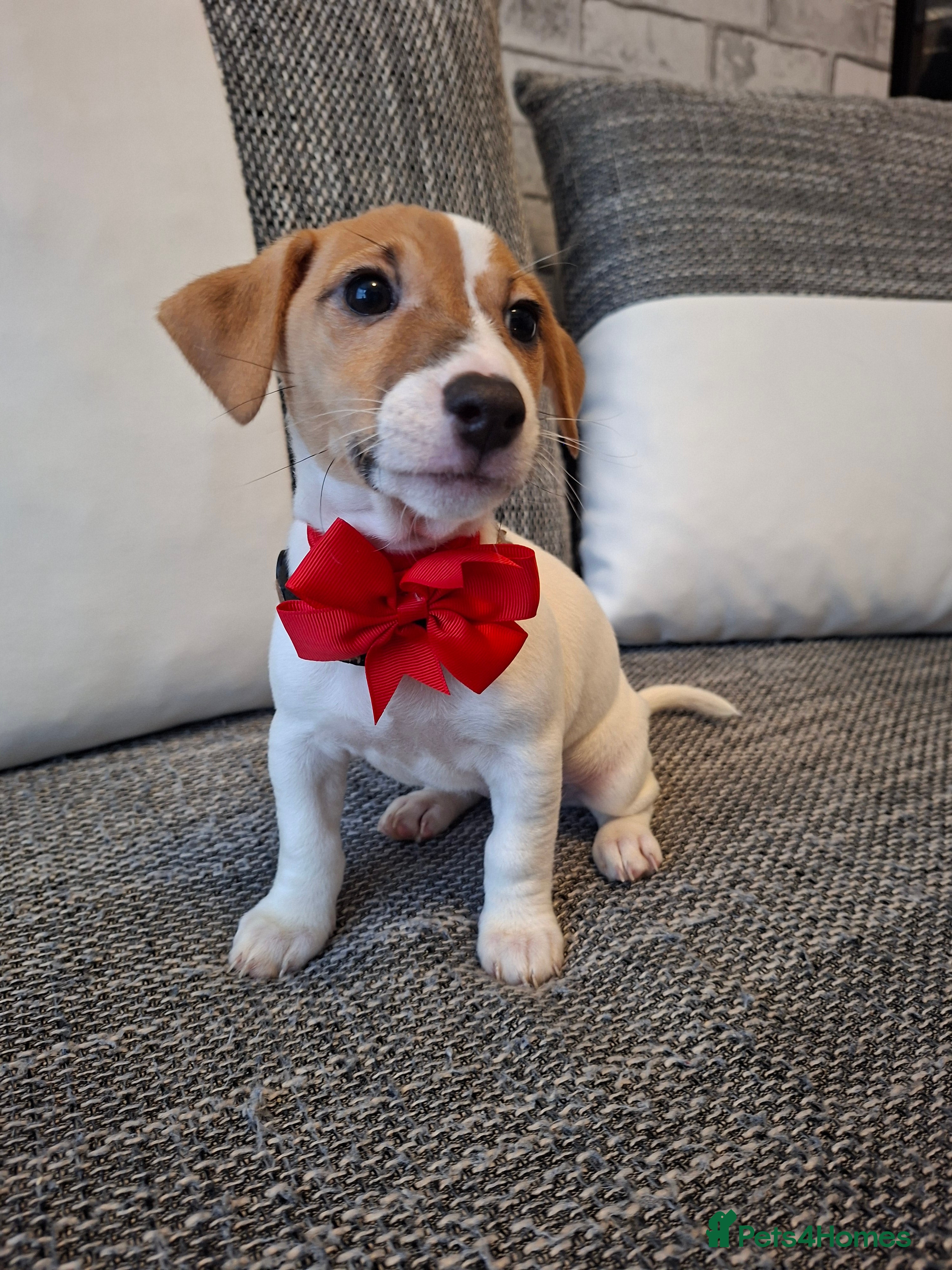 Jack Russell dogs Beautiful Jack Russell puppies - Advert 8