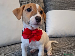 Jack Russell dogs Beautiful Jack Russell puppies - Advert 1