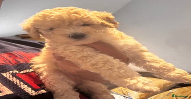 Toy Poodle dogs - Advert 4