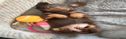 Dachshund dogs for sale: Long haired chocolate and tan  - Advert 3