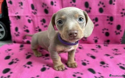 Miniature Dachshund dogs for sale: ADORABLE MINIATURE DACHSHUND PUPPIES  - Image 5