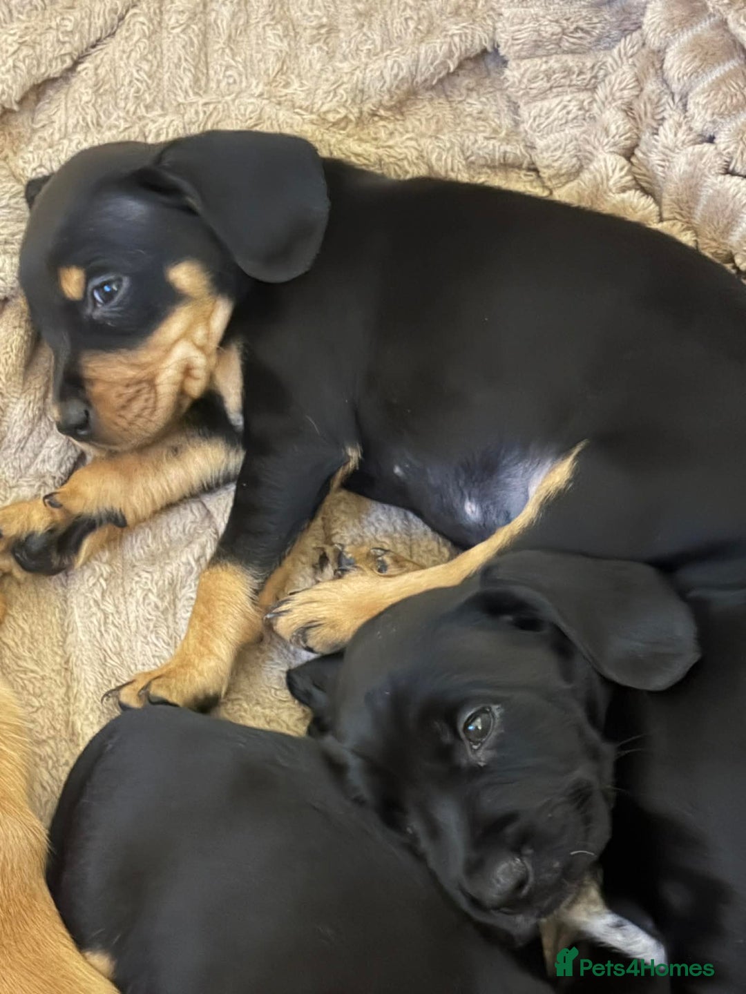 Mixed Breed dogs for sale: 9 Docker puppies - Advert 6