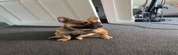 French Bulldog dogs for stud: Blue the frenchie - Advert 5
