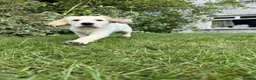 Golden Retriever dogs for sale: Golden Retriever Puppies  - Advert 21