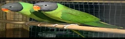 Parakeets birds for sale: Breeding pair of slaty headed parakeets  in Redruth - Advert 3
