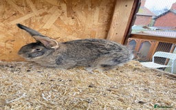 Continental Giant rabbits for sale: Beautiful Giant Rabbit Female - Advert 5