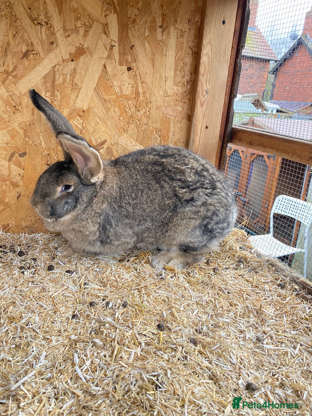 Continental Giant rabbits for sale: Beautiful Giant Rabbit Female - Advert 5