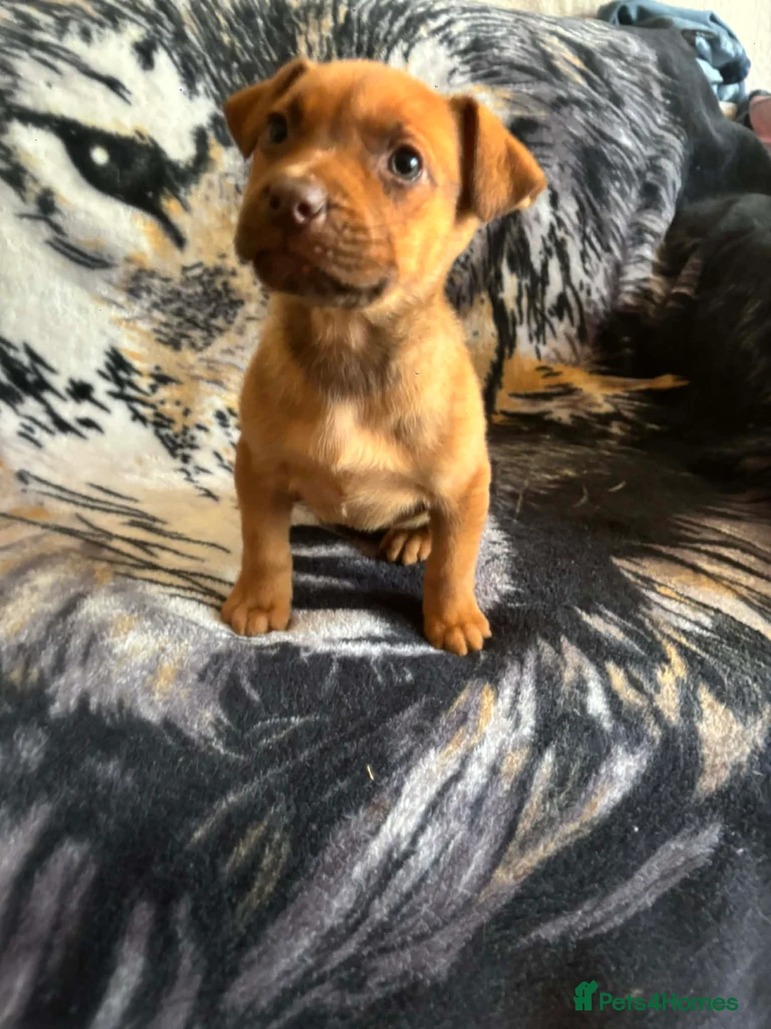 Mixed Breed dogs for sale: Staffy x german sheppard puppies - Advert 26