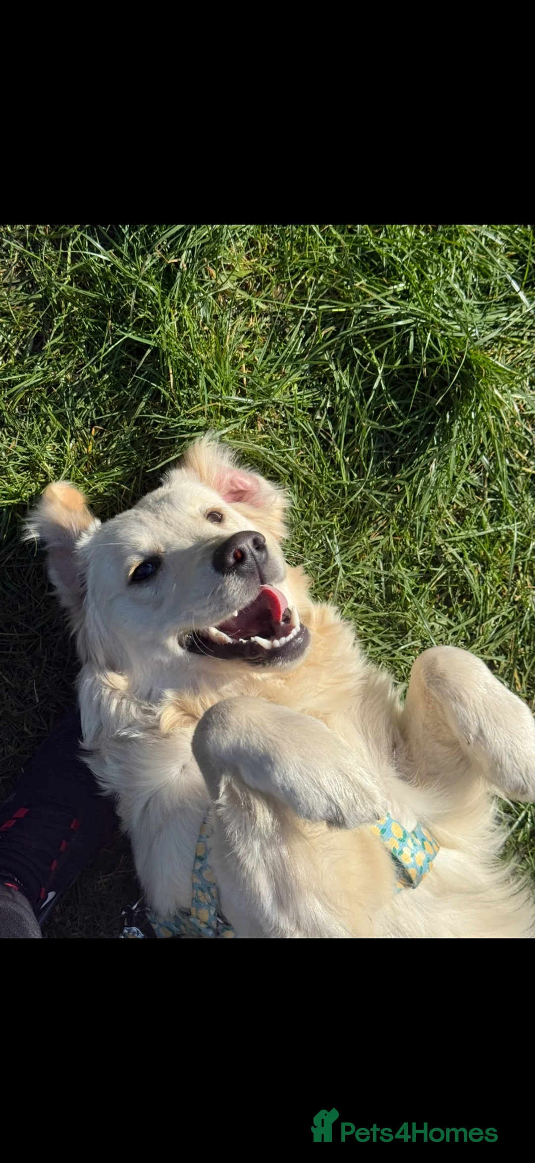 Golden Retriever dogs for sale: KC Registered Golden Retriever Girl - Advert 5