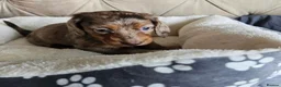 Miniature Dachshund dogs for sale: Beautiful Miniature Dachshund Puppies - Advert 6