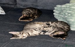 Bengal cats for sale: 🐾 Kittens Looking for a Loving Home! 🐾 - Image 2