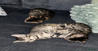 Bengal cats - Advert 14