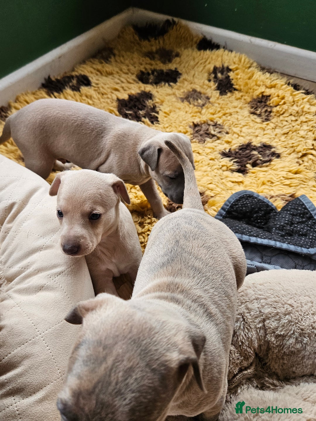 Whippet dogs for sale: ✨🐾 Gorgeous KC Registered Whippet puppies  🐾✨  - Advert 4
