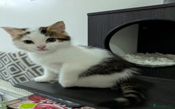 Siberian cats for sale: Unique Female Siberian Kitten - Image 2