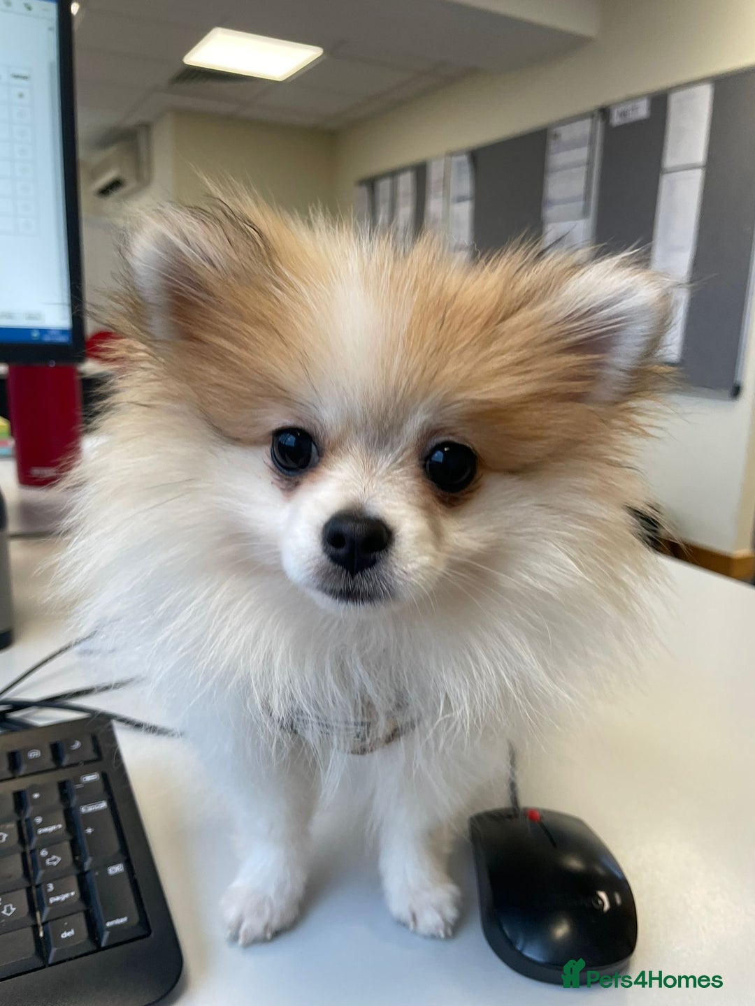 Pomeranian dogs for stud: Lover boy Romeo  - Advert 15