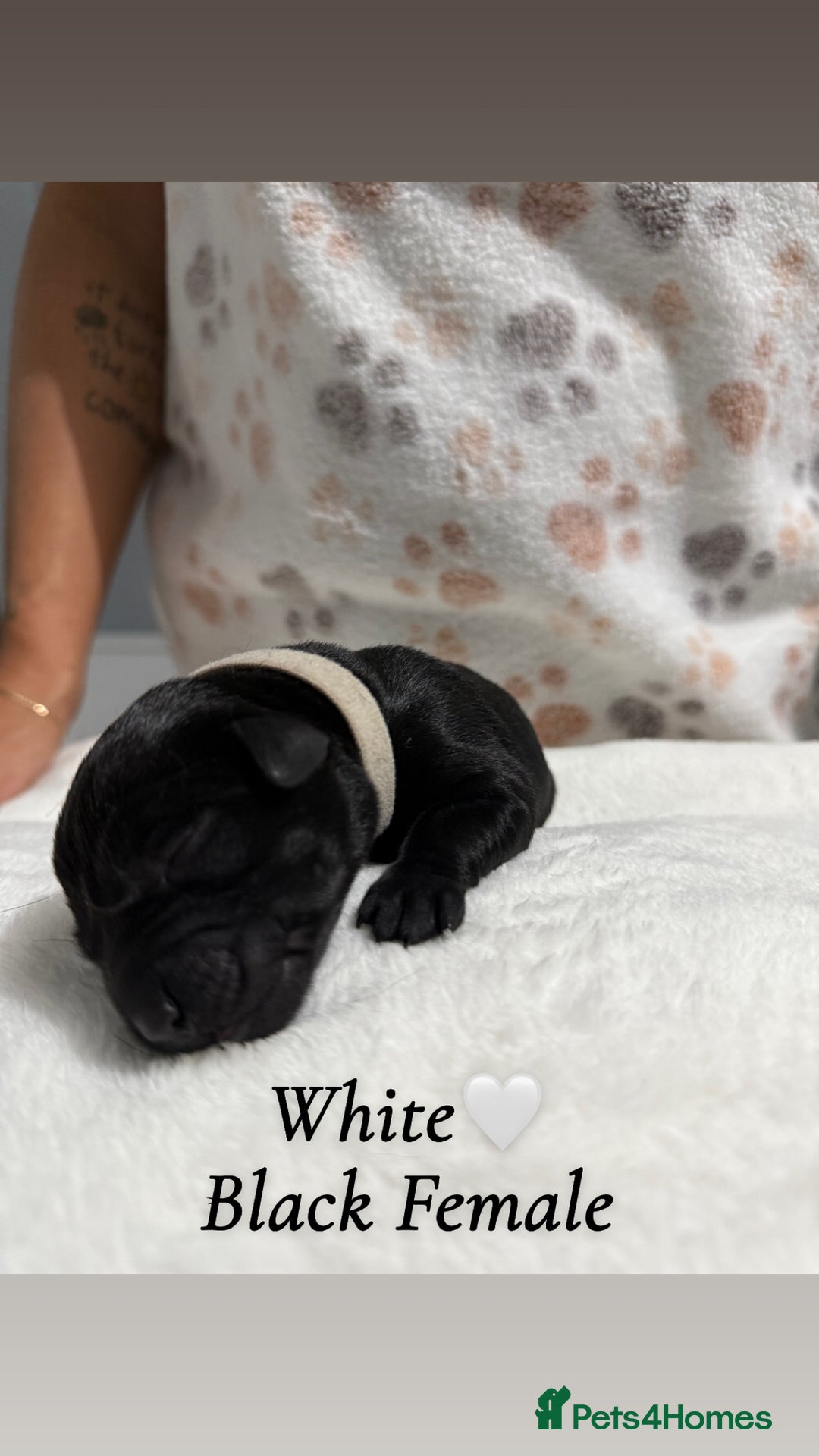 Labrador Retriever dogs for sale: Labrador puppies  - Image 7