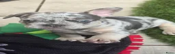 French Bulldog dogs for sale: 🔥 Stunning French Bulldog Puppies 🔥 - Advert 23