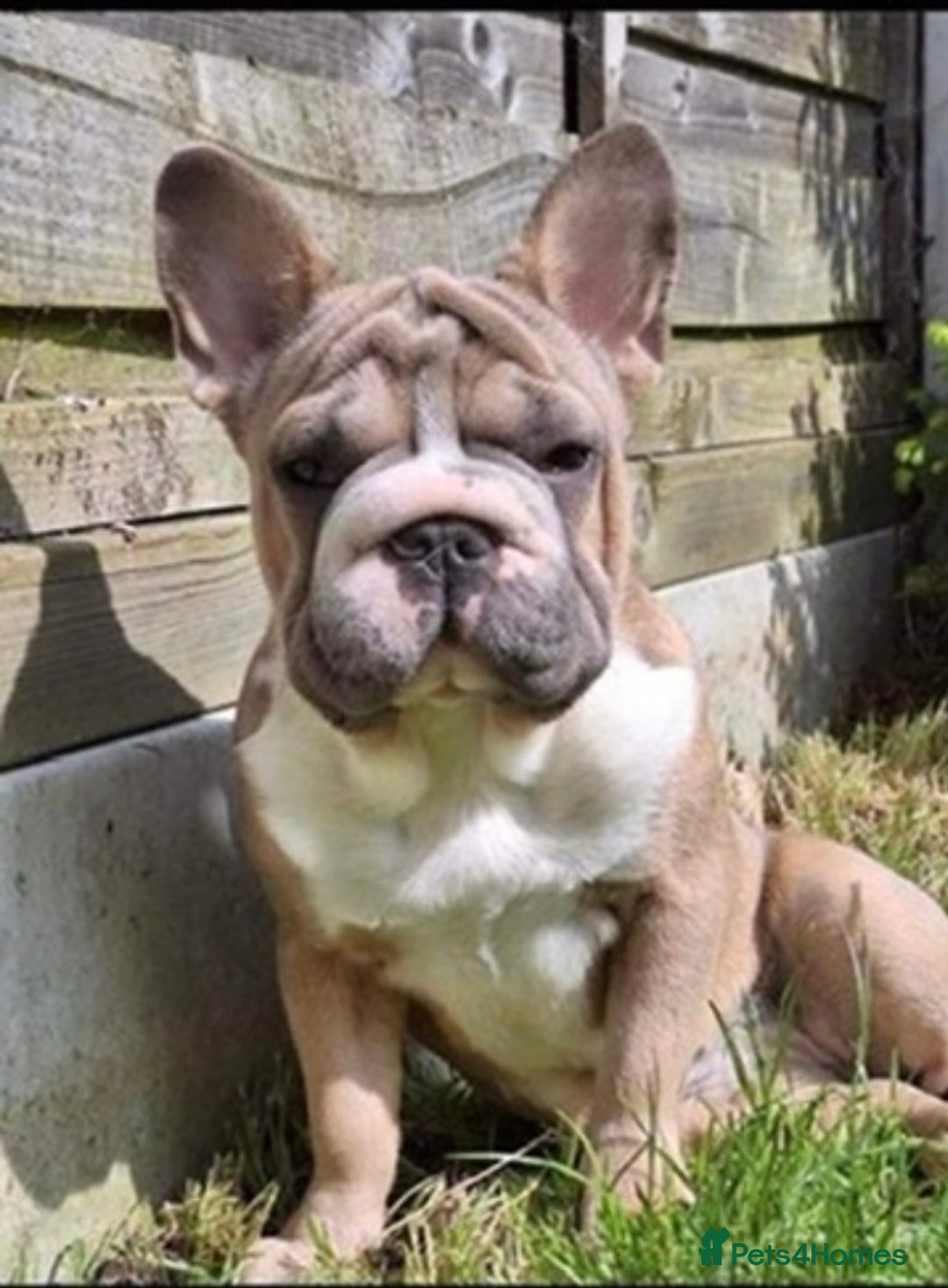 French Bulldog dogs for sale: Full ** French bulldog  - Image 1