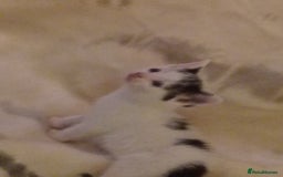 Mixed Breed cats for sale: Stunning British short hair x - Advert 6