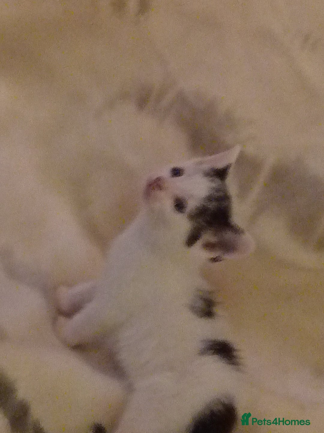 Mixed Breed cats for sale: Stunning British short hair x - Advert 6