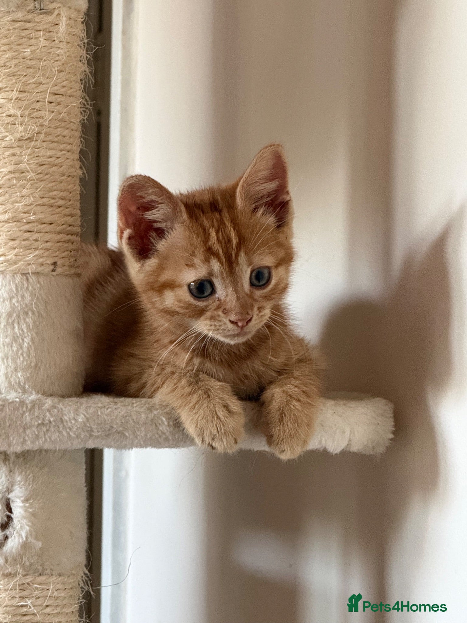 Domestic Shorthair cats Female ginger for sale  - Advert 4