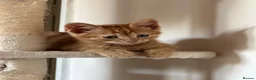 Domestic Shorthair cats for sale: Female ginger for sale  - Advert 1