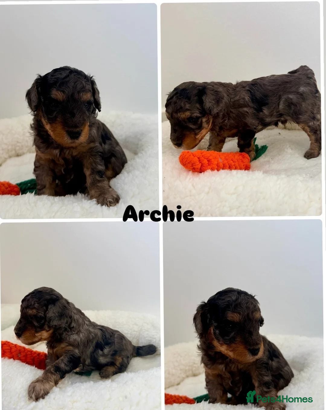 Cockapoo dogs  Beautiful Cockapoo Puppies  ready to reserve - Advert 18