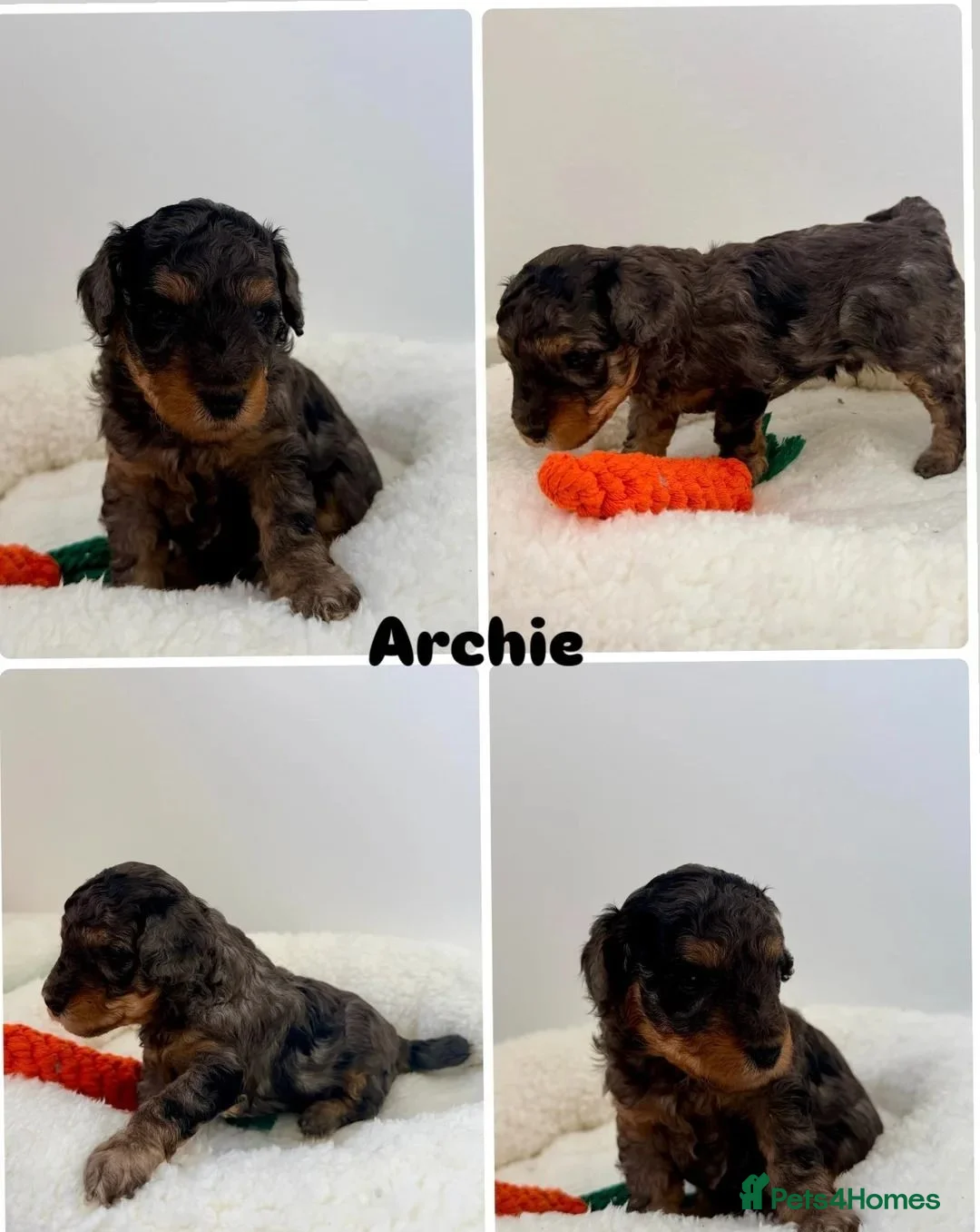 Cockapoo dogs for sale:  Beautiful Cockapoo Puppies  ready to reserve - Advert 1