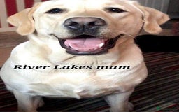 Labrador Retriever dogs for sale: 💫Stunning chocolate and black labrador pups 💫 - Image 26