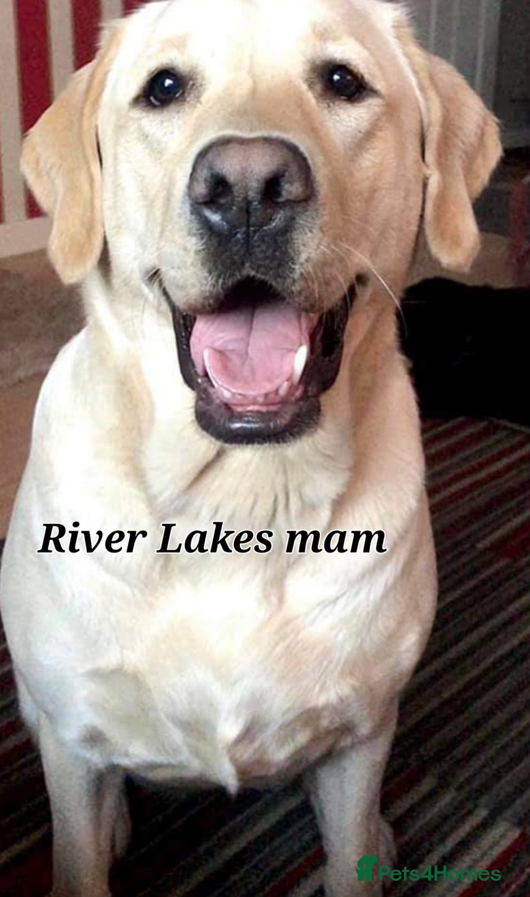 Labrador Retriever dogs for sale: 💫Stunning chocolate and black labrador pups 💫 - Image 26