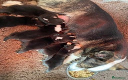 Welsh Corgi Cardigan dogs for sale: WELSH CARDIGAN CORGI BABIES FROM 5 ⭐ LICENSED HOME - Image 17