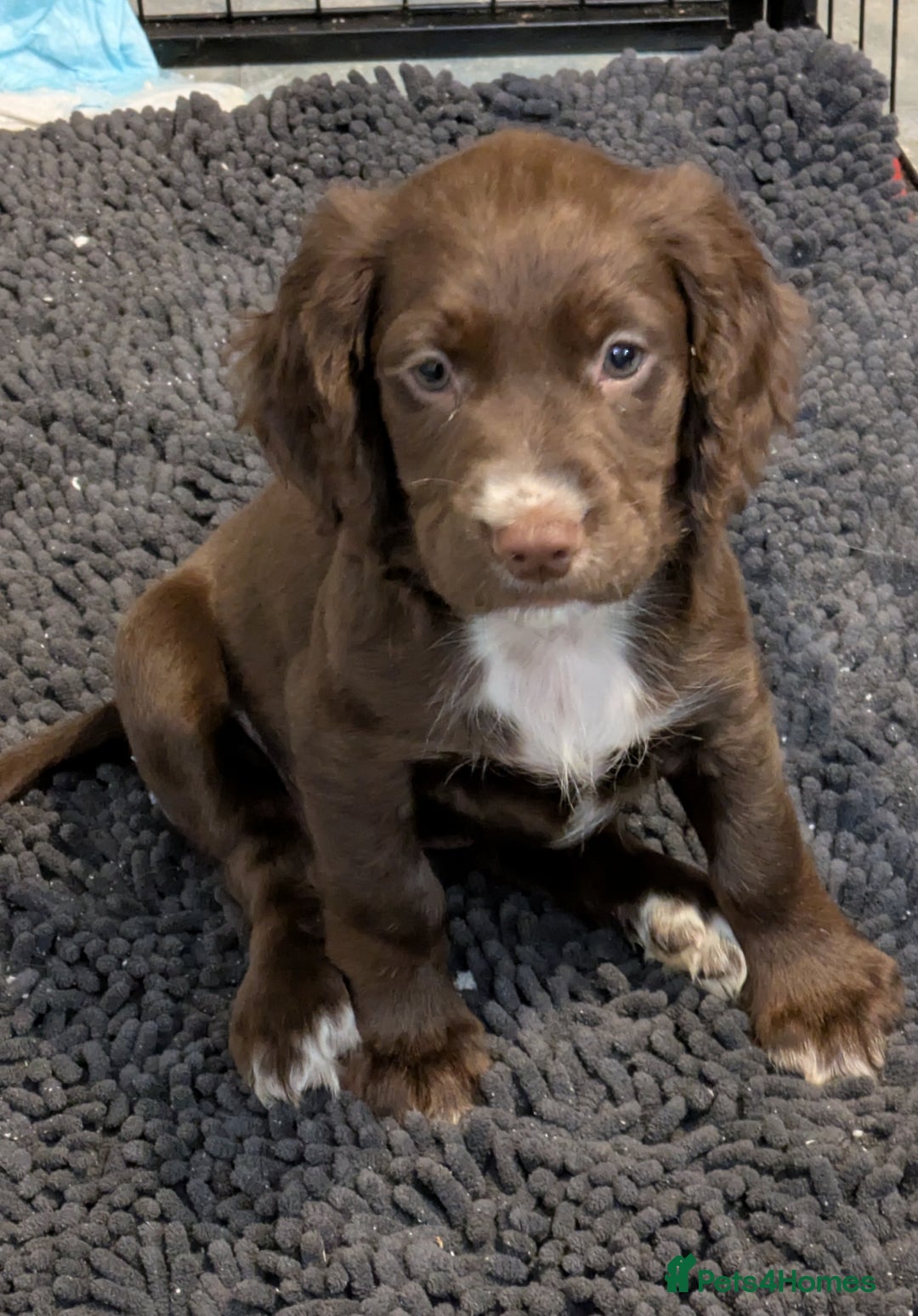 Cocker Spaniel dogs for sale: Chocolate/Chocolate Tan working cocker pups - Advert 16