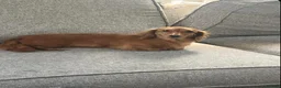 Miniature Dachshund dogs for sale: Re homing our 10 week old chocolate dapple male - Advert 15