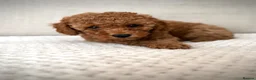 Cockapoo dogs for sale: READY TO LEAVE. LAST GIRL AVAILABLE  - Advert 3