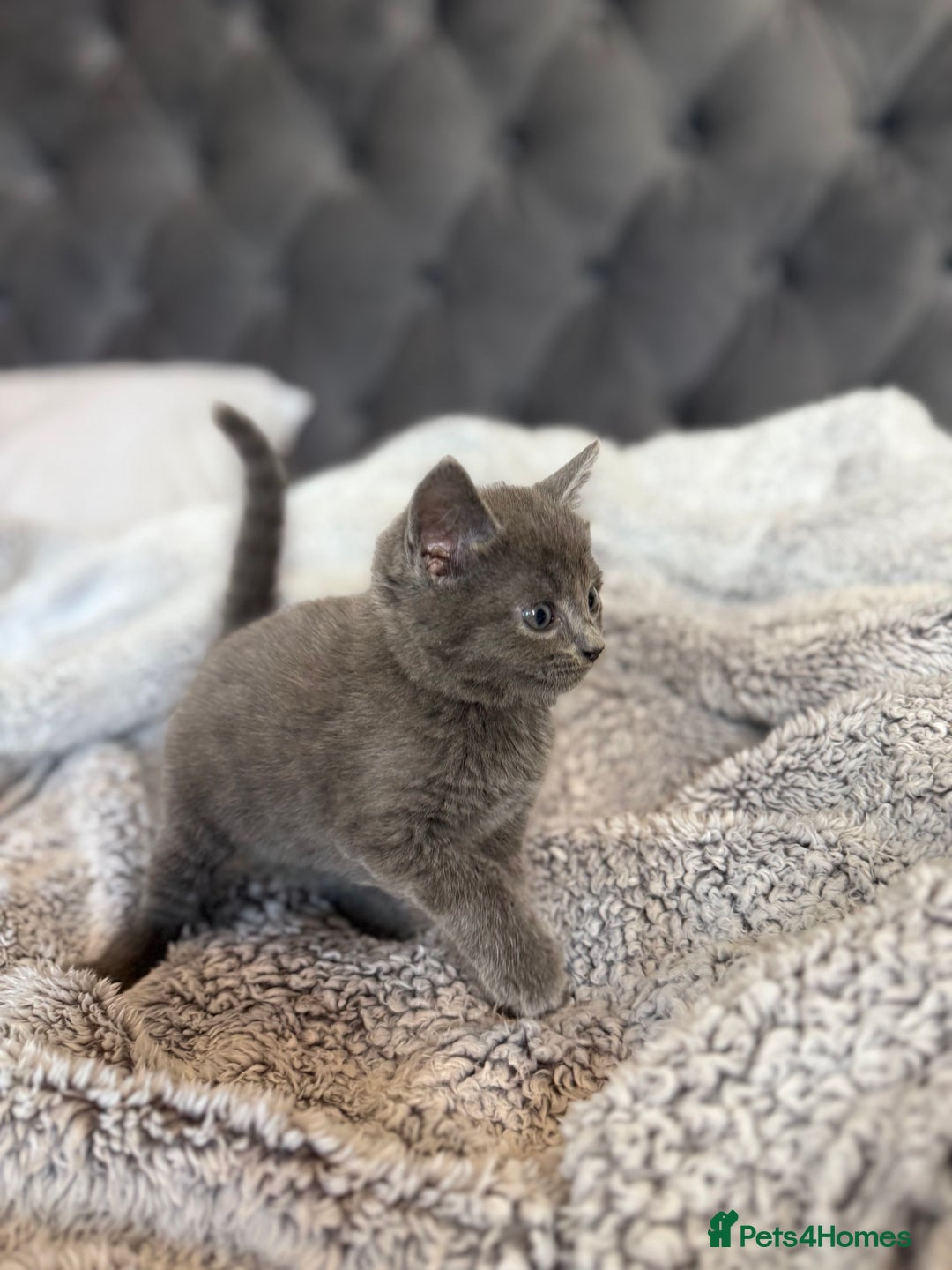 British Shorthair cats for sale: British blue x bengal kittens ready to go now ❤️ - Image 6